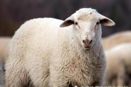 属羊男1991年命运分析：性格特征与人生方向探讨