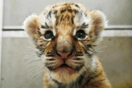 属虎的人生轨迹：勇敢与磨炼交织的精彩篇章