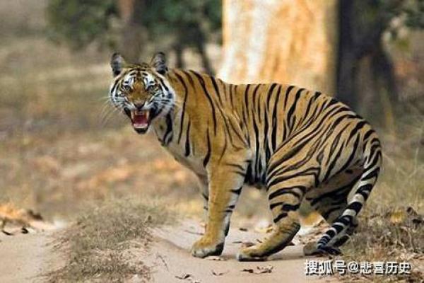 属虎的命运之旅：10月的运势解读与人生启示