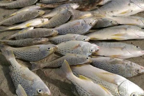 鲢鳙与白鲢：谁的寿命更长，背后的秘密你知道吗？