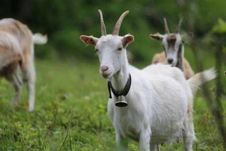 属羊人过了43岁后的人生转折与命运启示