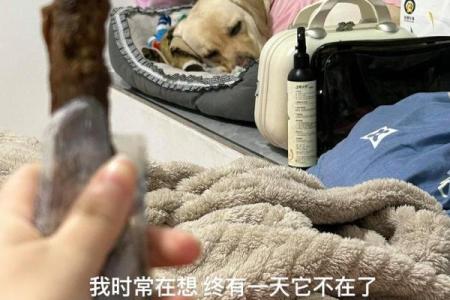 人与狗的深情相伴：相依为命的温暖故事