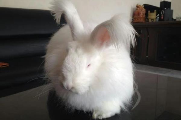 三月出生的兔子:揭示其命运与性格的秘密 三月出生的兔子:揭示其命运与性格的秘密