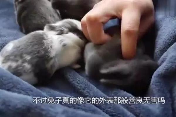 三月出生的兔子:揭示其命运与性格的秘密 三月出生的兔子:揭示其命运与性格的秘密