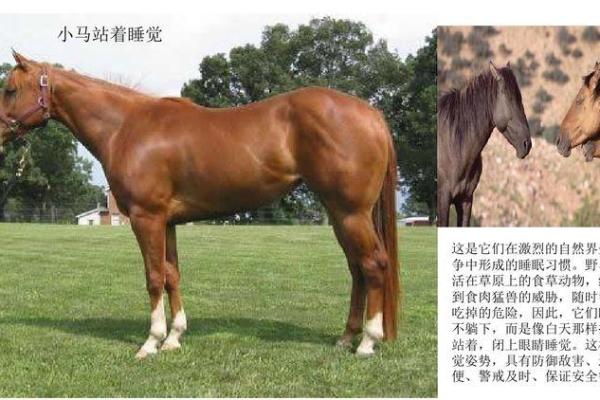 七八月出生的马儿：命运与个性的奇妙交织