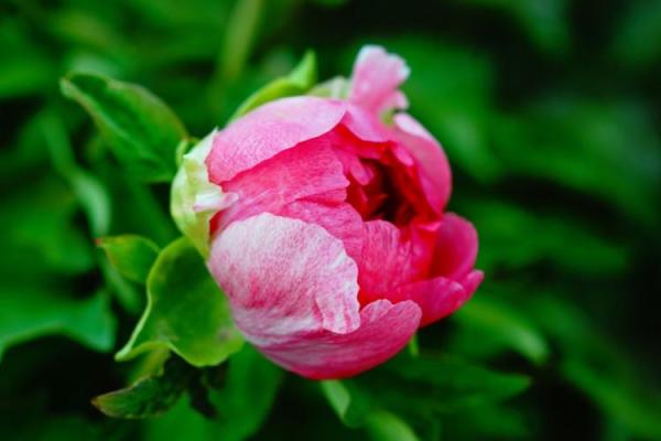 时柱桃花命不长，揭秘背后的深意与人生哲学