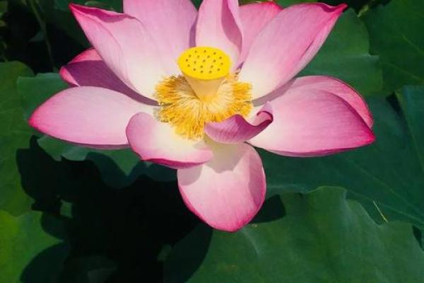 什么样的八字女命事业心强？探寻背后的秘密与特点