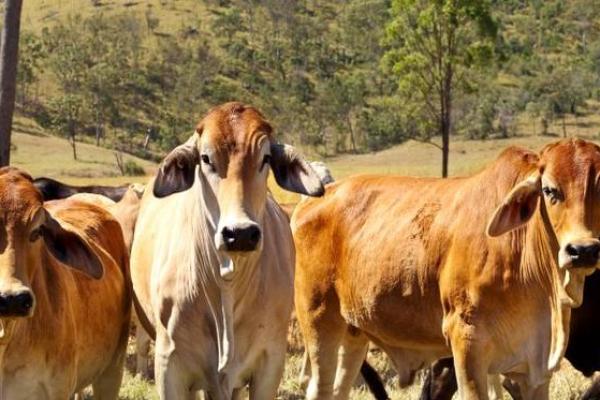 牛进食丑时辰:解读其命理与性格特质的深层内涵 牛进食丑时辰:解读其命理与性格特质的深层内涵