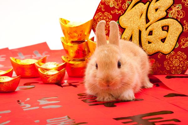 属兔狗巡视：他们的命运与优势分析