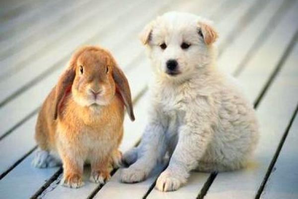 属兔狗巡视：他们的命运与优势分析