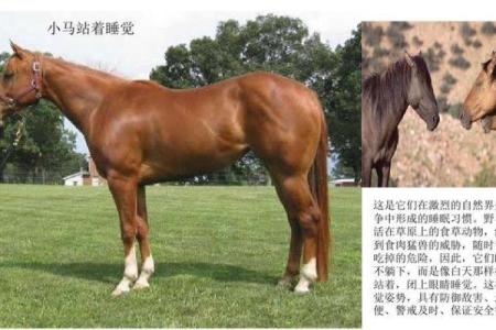 七八月出生的马儿：命运与个性的奇妙交织