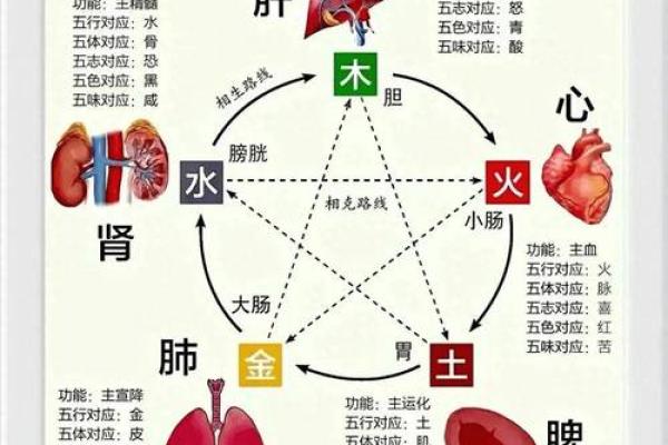 了解十二生肖：金命与木命的奥秘解析