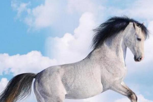 揭秘1978年出生马年的命运解析:运势与性格的完美结合! 揭秘1978年出生马年的命运解析:运势与性格的完美结合!