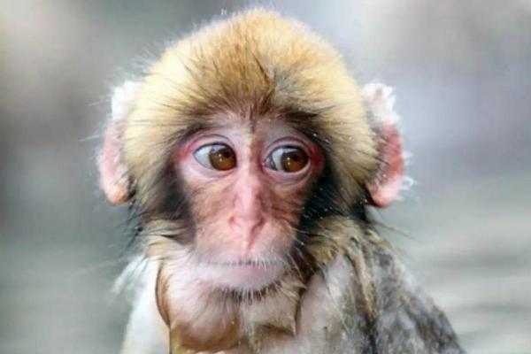 生肖猴的命运揭秘:聪慧与灵活的生命轨迹 生肖猴的命运揭秘:聪慧与灵活的生命轨迹