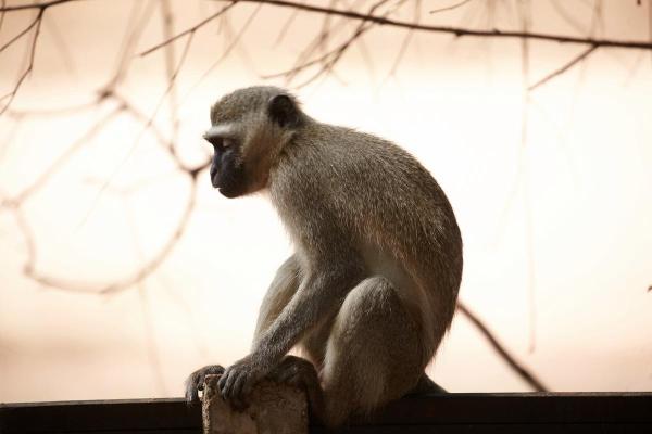 生肖猴的命运揭秘:聪慧与灵活的生命轨迹 生肖猴的命运揭秘:聪慧与灵活的生命轨迹