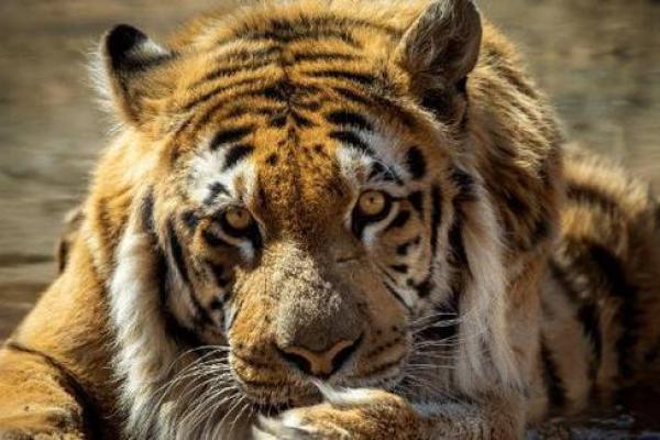 属虎人32岁:命运与转折的年华 属虎人32岁:命运与转折的年华