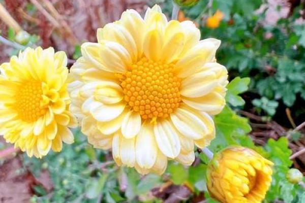 深度解析槐树命：命理与性格的奇妙结合