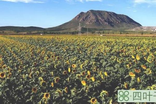 深度解析槐树命：命理与性格的奇妙结合