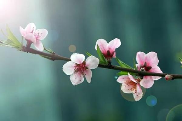 女人桃花入命的深意与影响探究 女人桃花入命的深意与影响探究