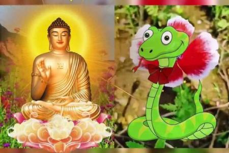 属蛇81岁运势解析：探寻金蛇命的财富与人生智慧