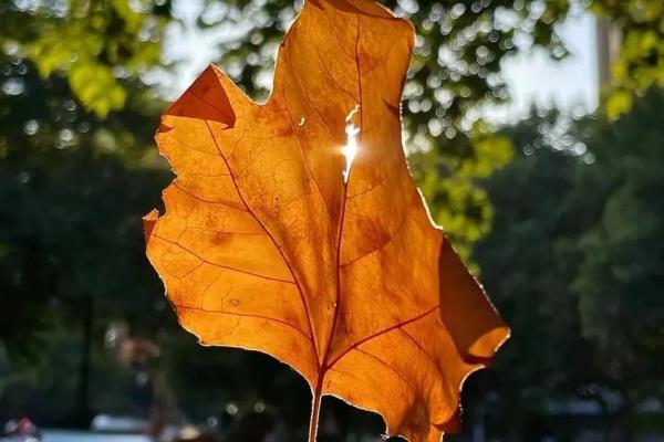 揭开烂桃花命的面纱:你是否也被情感困扰? 揭开烂桃花命的面纱:你是否也被情感困扰?