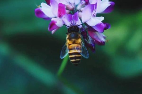 三月二十号出生的人:命运与性格的独特之旅 三月二十号出生的人:命运与性格的独特之旅