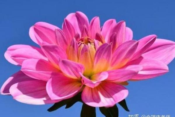 石榴木命的深层解析:如何增强运势与生活质量 石榴木命的深层解析:如何增强运势与生活质量