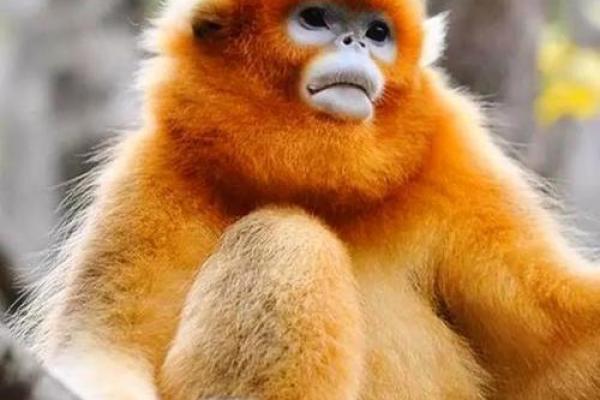 属猴的人五行命理详解:聪明灵活的猴子如何与五行元素共舞? 属猴的人五行命理详解:聪明灵活的猴子如何与五行元素共舞?