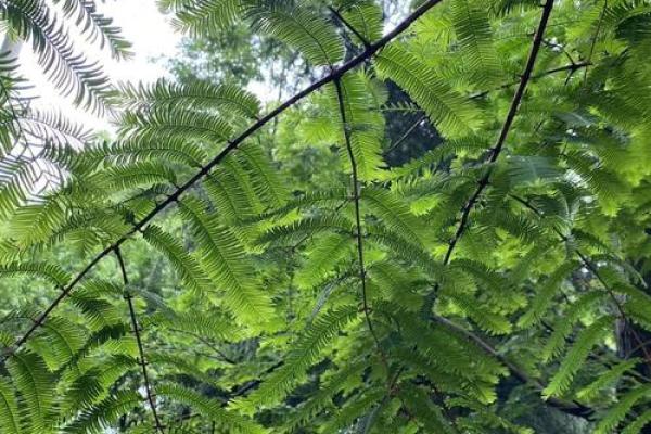 女命日支为未土的特点与运势解析:探索内心深处的坚韧与温暖 女命日支为未土的特点与运势解析:探索内心深处的坚韧与温暖