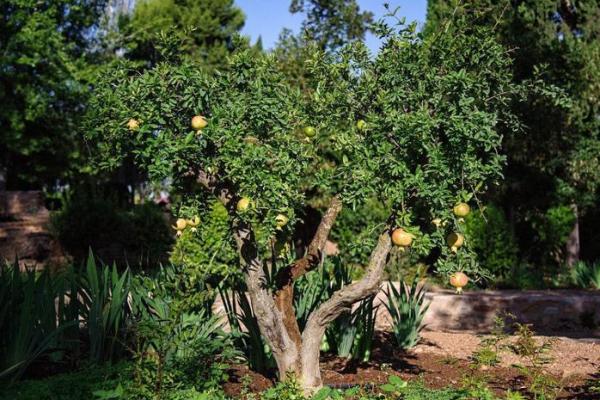 石榴木命与哪些命最为相配?探寻和谐的人生伴侣! 石榴木命与哪些命最为相配?探寻和谐的人生伴侣!
