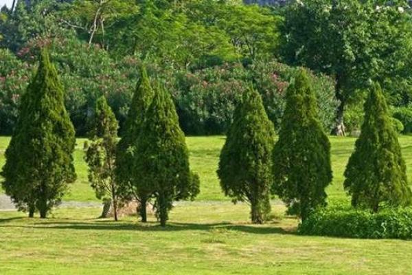 桑松木命:最优葬向与吉祥选择解析 桑松木命:最优葬向与吉祥选择解析