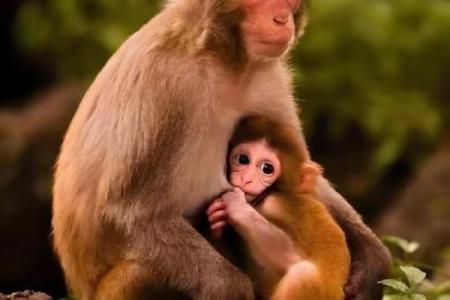 生肖猴29岁后的命运如何？深度解析猴年人未来的运势与发展！