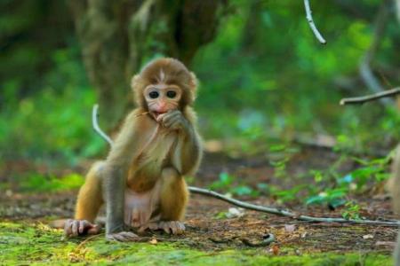 属猴的人五行命理详解：聪明灵活的猴子如何与五行元素共舞？