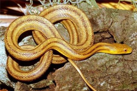 属蛇四月初二出生的人命运分析与人生智慧