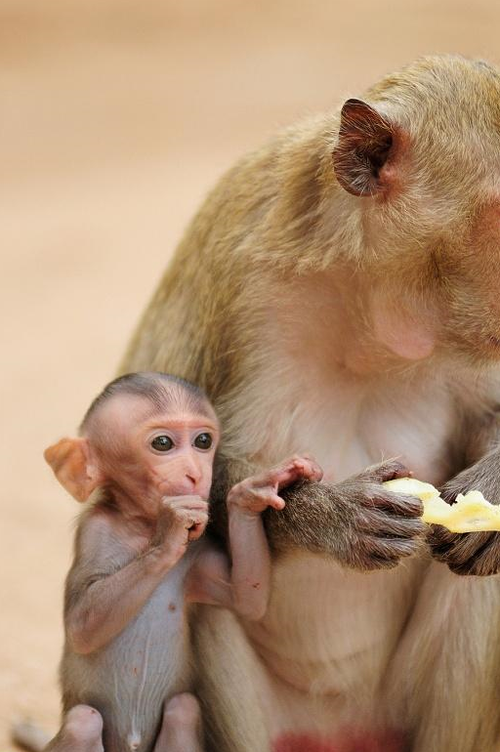 属猴的66岁,命理揭秘与人生启示:智慧与经验的结合 属猴的66岁,命理揭秘与人生启示:智慧与经验的结合