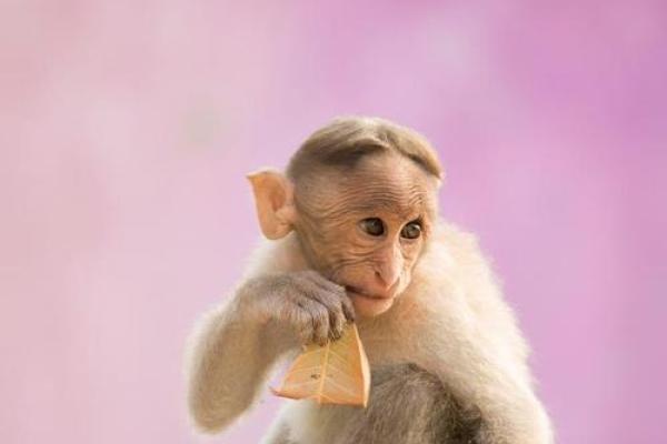 属猴的66岁,命理揭秘与人生启示:智慧与经验的结合 属猴的66岁,命理揭秘与人生启示:智慧与经验的结合