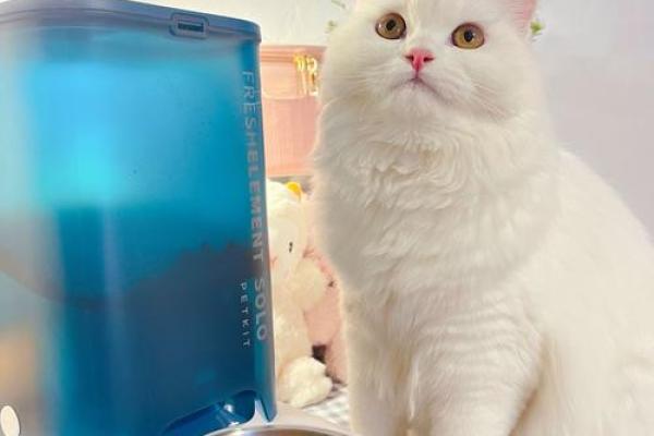 适合养猫咪的命格解析:让你的生活更温馨的宠物搭档 适合养猫咪的命格解析:让你的生活更温馨的宠物搭档