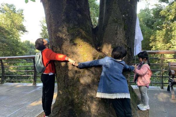 什么是清奇巧妙之?探寻生活中的智慧与艺术 什么是清奇巧妙之?探寻生活中的智慧与艺术