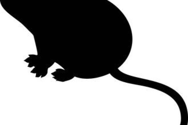 三岁老鼠的五行命理解析:小鼠人生的奥秘与启示 三岁老鼠的五行命理解析:小鼠人生的奥秘与启示