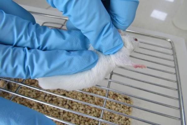 三岁老鼠的五行命理解析:小鼠人生的奥秘与启示 三岁老鼠的五行命理解析:小鼠人生的奥秘与启示