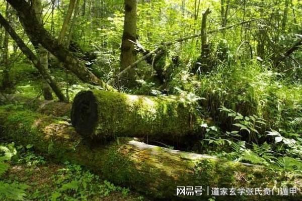 平底木命:深入解析适合此命格的名字与命理之道 平底木命:深入解析适合此命格的名字与命理之道