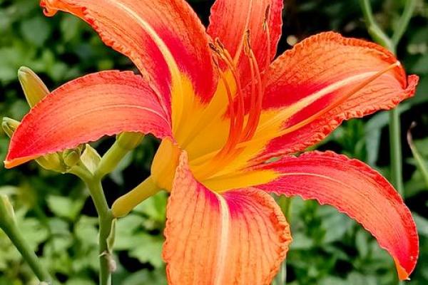 农历六月初六:了解这一日出生的命运与个性 农历六月初六:了解这一日出生的命运与个性