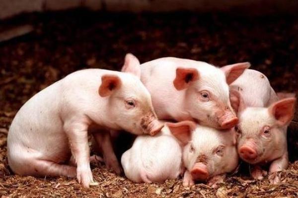 属猴的土命姓王的最佳起名指南,助你为宝宝取名添福添喜! 属猴的土命姓王的最佳起名指南,助你为宝宝取名添福添喜!