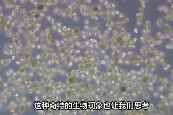 生命的神秘：揭示生物六大生命现象的奥秘