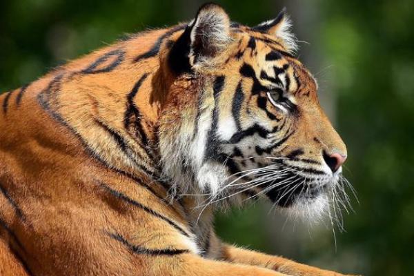 属虎女另一半姓什么命,揭秘最佳配对揭秘! 属虎女另一半姓什么命,揭秘最佳配对揭秘!