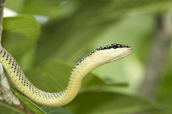 七月出生的蛇人:命格解析与运势探秘 七月出生的蛇人:命格解析与运势探秘