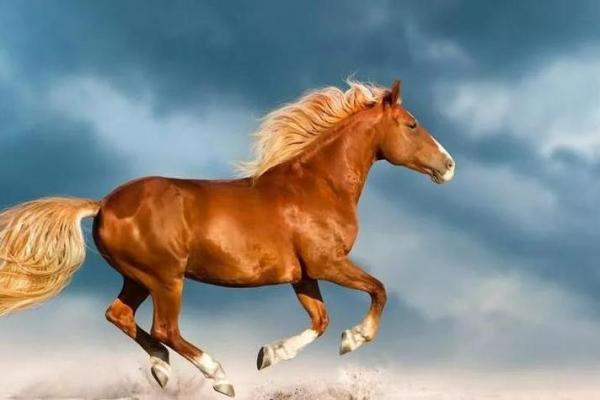 属马人的五行命理分析:提升运势的秘密与方向! 属马人的五行命理分析:提升运势的秘密与方向!