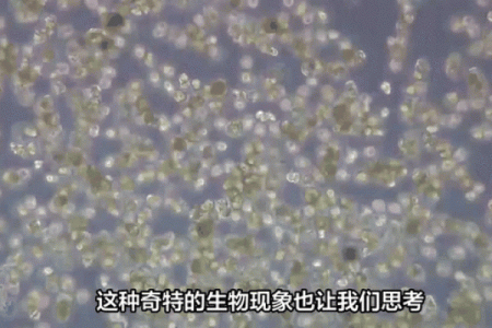 生命的神秘：揭示生物六大生命现象的奥秘