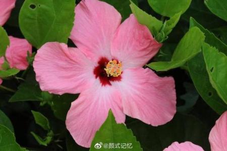 什么颜什么命：揭示外貌与命运之间的微妙关系