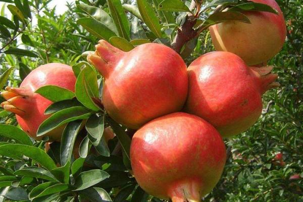 木命石榴木的深意及其象征价值解析 木命石榴木的深意及其象征价值解析